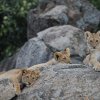 Löwenkinder, Serengeti